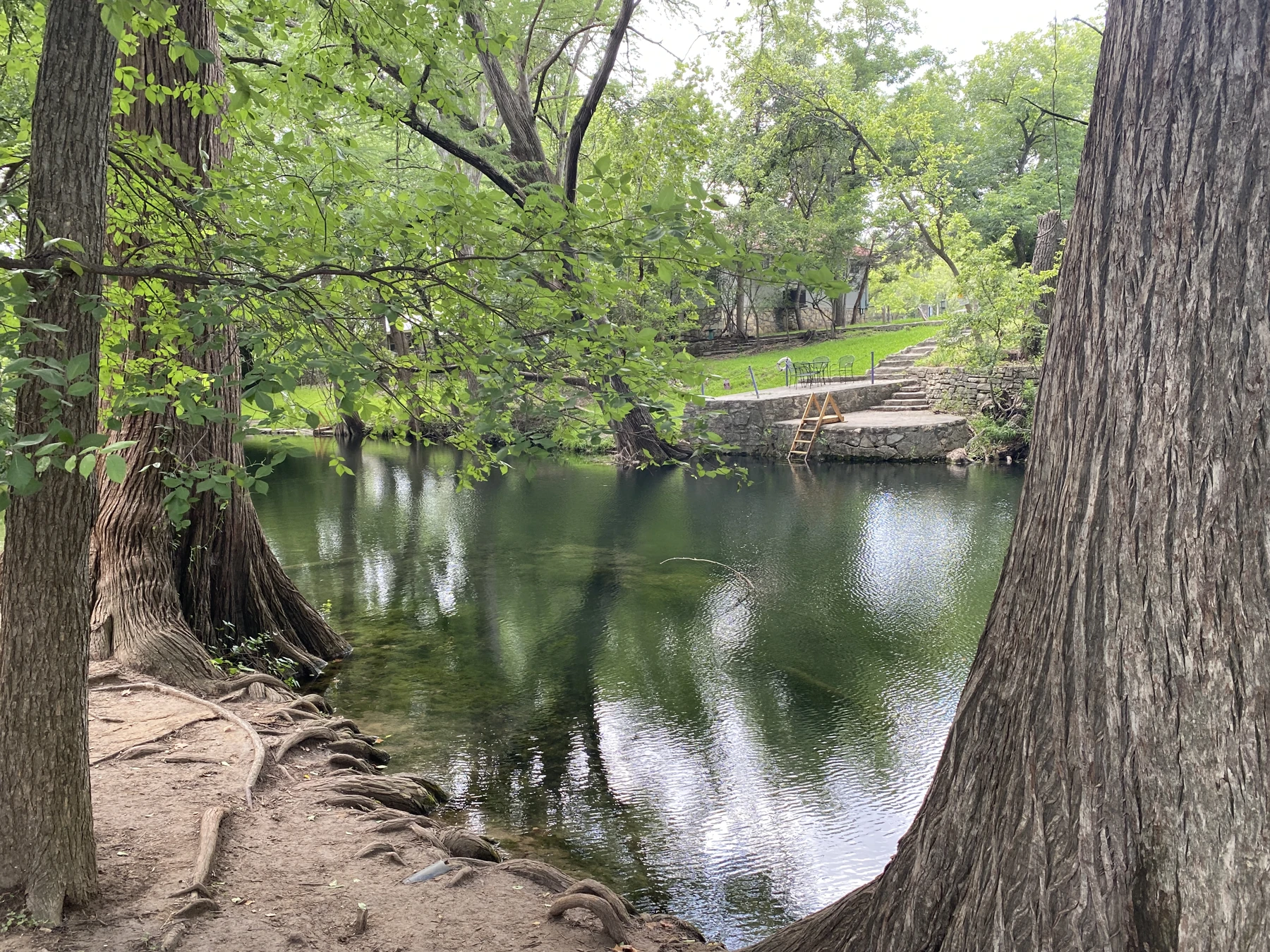 Cypress trees beside Cypress Creek in Wimberley